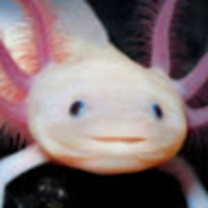 Meet your Posher, Solvej